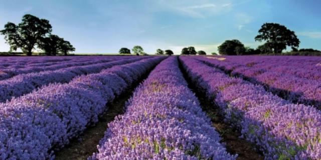 Вилла Le Bastidon Du Luberon Caseneuve Экстерьер фото